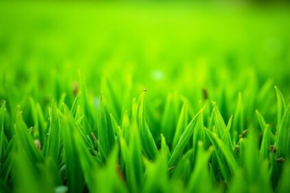 Bí Quyết Chăm Sóc Thảm Cỏ Xanh Mướt Quanh Năm